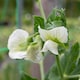 image 6 of Marshalls Garden Pea Seeds Onward | Green | Green | Seeds