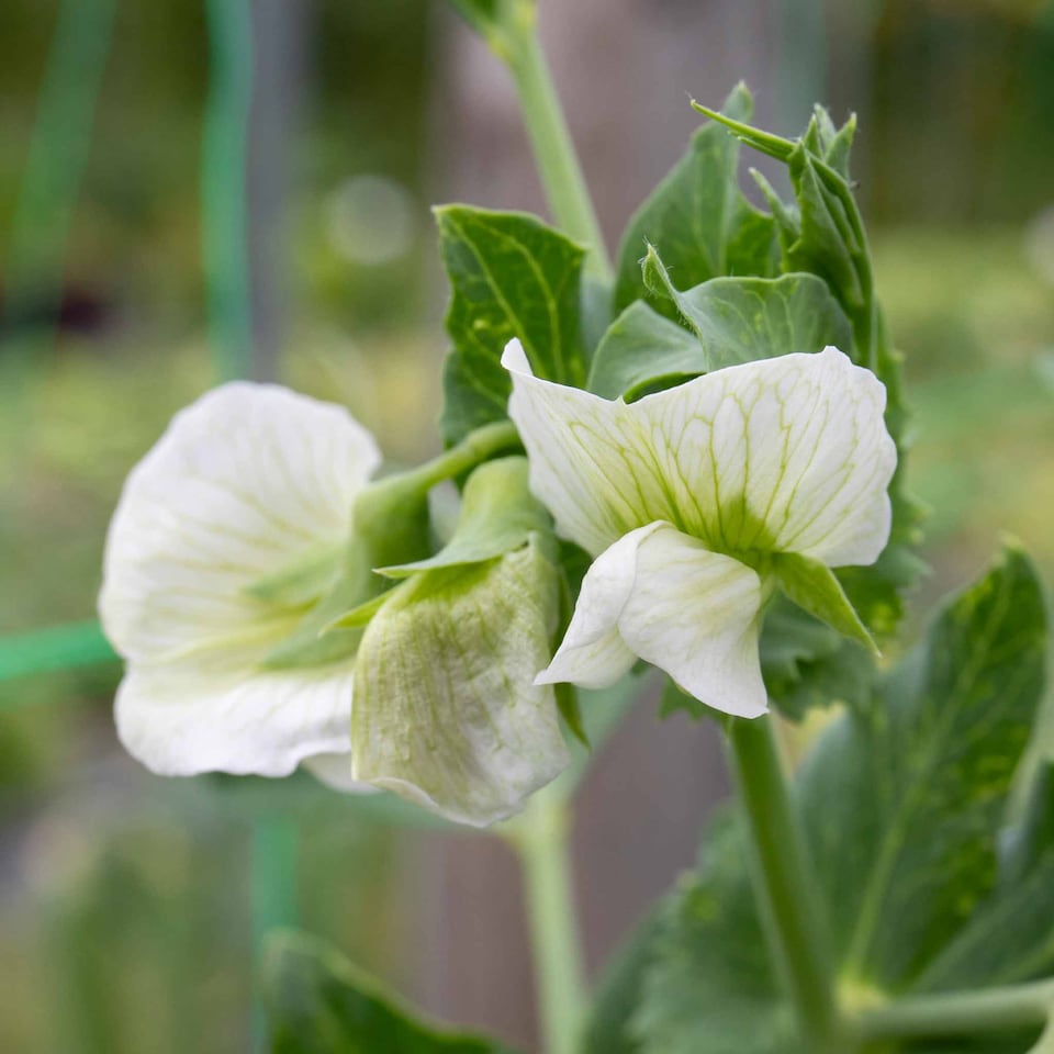 image 1 of Marshalls Garden Pea Seeds Onward | Green | Green | Seeds