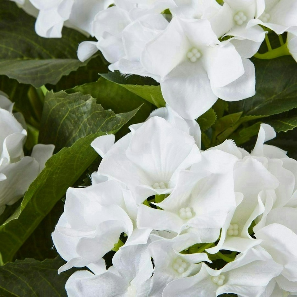 image 1 of Large Hydrangea Plant in Pot - Plastic - L63 x W63 x H79 cm - White