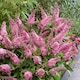 image 3 of Marshalls Garden Buddleja 'Butterfly Candy Little Pink' 3 x 9cm