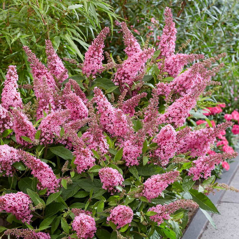 image 1 of Marshalls Garden Buddleja 'Butterfly Candy Little Pink' 3 x 9cm