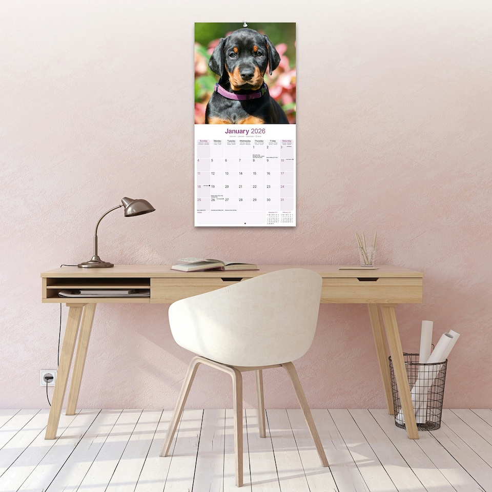 image 1 of Dobermann 2026 Calendar | Square Wall Calendar | Dog Breed Gift | Plastic Free Packaging | by Avonside Publishing