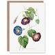 image 1 of Pierre-Joseph Redouté Art Card Morning Glory Vintage Floral