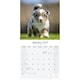 image 3 of Australian Shepherd 2026 Calendar | Square Wall Calendar | Dog Breed Gift | Plastic Free Packaging | by Avonside Publishing