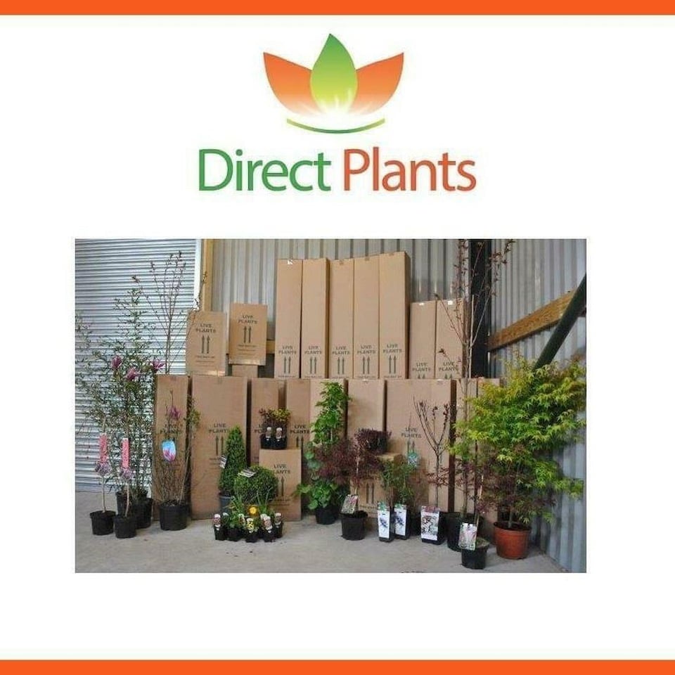 image 1 of Picea Pungens Edith Blue Colorado Spruce Tree 2.5-3ft Large in a 7.5 Litre Pot By Direct Plants