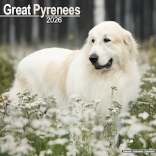 Great Pyrenees 2026 Calendar | Square Wall Calendar | Dog Breed Gift | Plastic Free Packaging | by Avonside Publishing