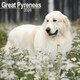 image 1 of Great Pyrenees 2026 Calendar | Square Wall Calendar | Dog Breed Gift | Plastic Free Packaging | by Avonside Publishing