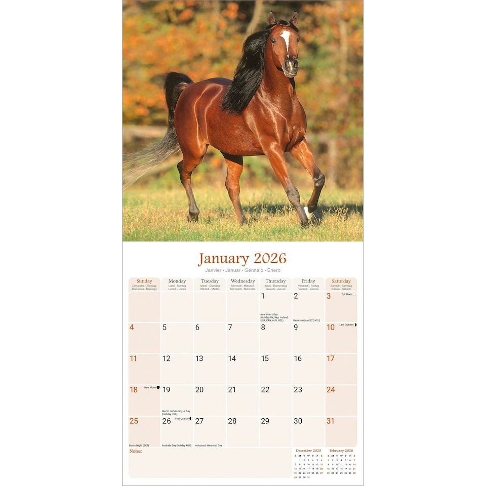 image 1 of Arabian Horses 2026 Calendar | Square Wall Calendar | Animal Gift | Plastic Free Packaging | by Avonside Publishing