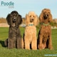 image 1 of Poodle 2026 Calendar | Square Wall Calendar | Dog Breed Gift | Plastic Free Packaging | by Avonside Publishing