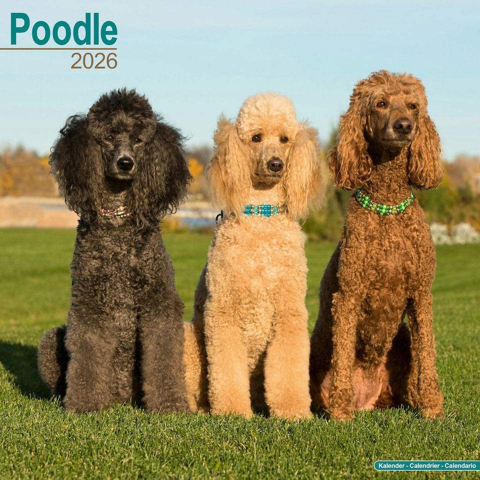 image 1 of Poodle 2026 Calendar | Square Wall Calendar | Dog Breed Gift | Plastic Free Packaging | by Avonside Publishing