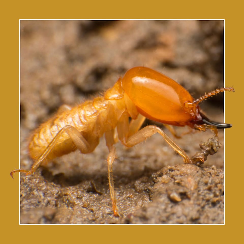 image 1 of Soluguard Woodworm Sprayer Kit 2 x 5 Litres - Ready For Use High Strength Woodworm Killer