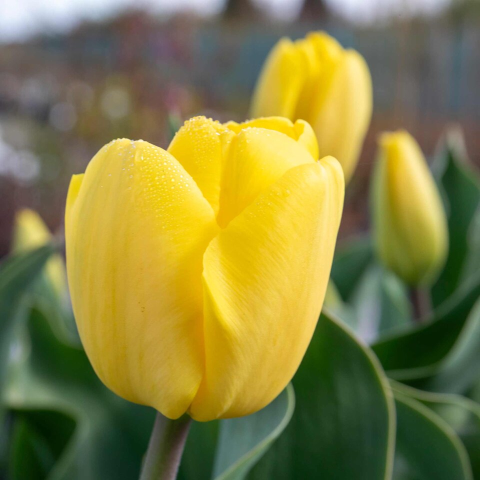 image 1 of Marshalls Garden Tulip Bulbs 'World Friendship' – Primrose Yellow, Pack of 10