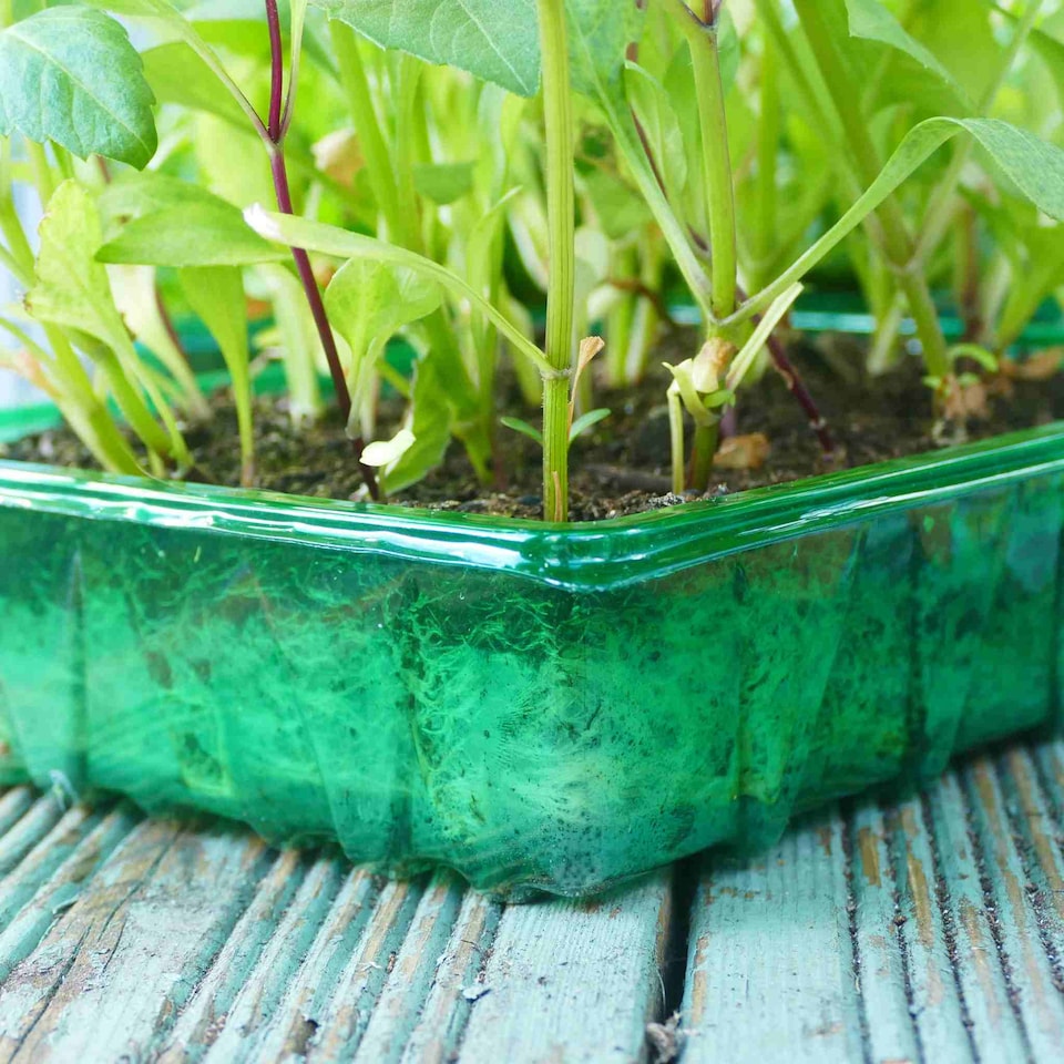 image 1 of Gro-Sure Visiroot Seed Trays 4 Pack Transparent RPET Propagation Trays