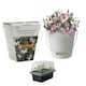 image 1 of Pronto Seed Sweet Pea Grow Your Own Kit with Decorative Bucket Planter - Little Sweetheart Mix - Ideal Gardening Gift
