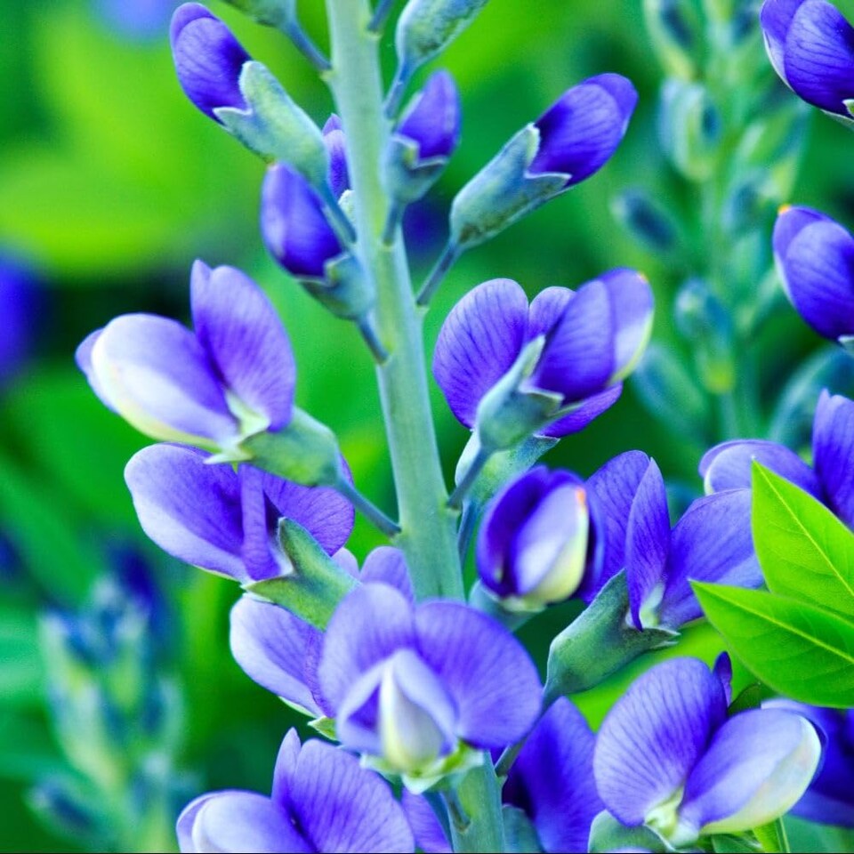 Baptisia hybrid Decadence Blueberry Sundae 9cm Potted x 1