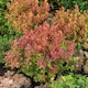 image 3 of Marshalls Garden Berberis 'Orange Rocket' 3 x 9cm