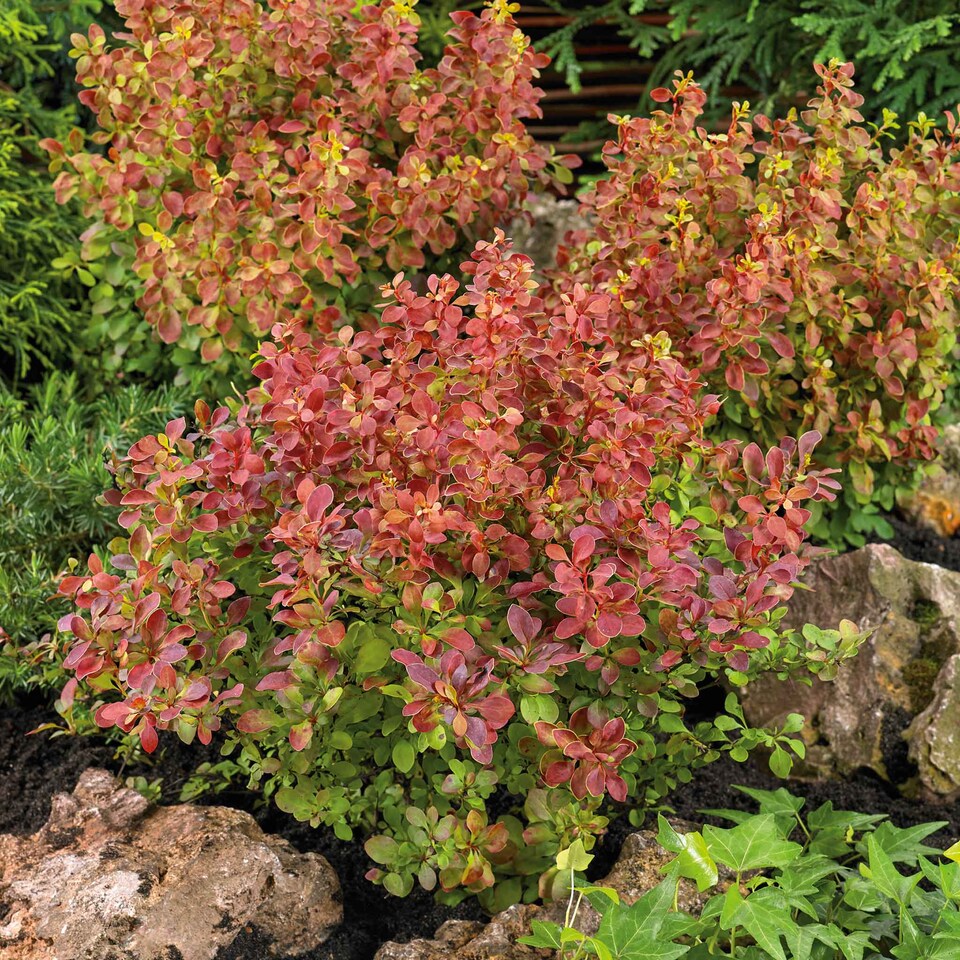 image 1 of Marshalls Garden Berberis 'Orange Rocket' 3 x 9cm