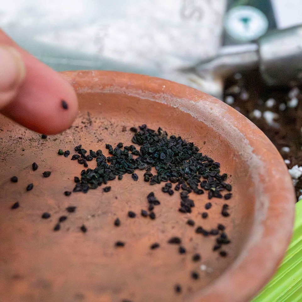 image 1 of Marshalls Garden Leek Seeds 'Batter' F1 40 seeds