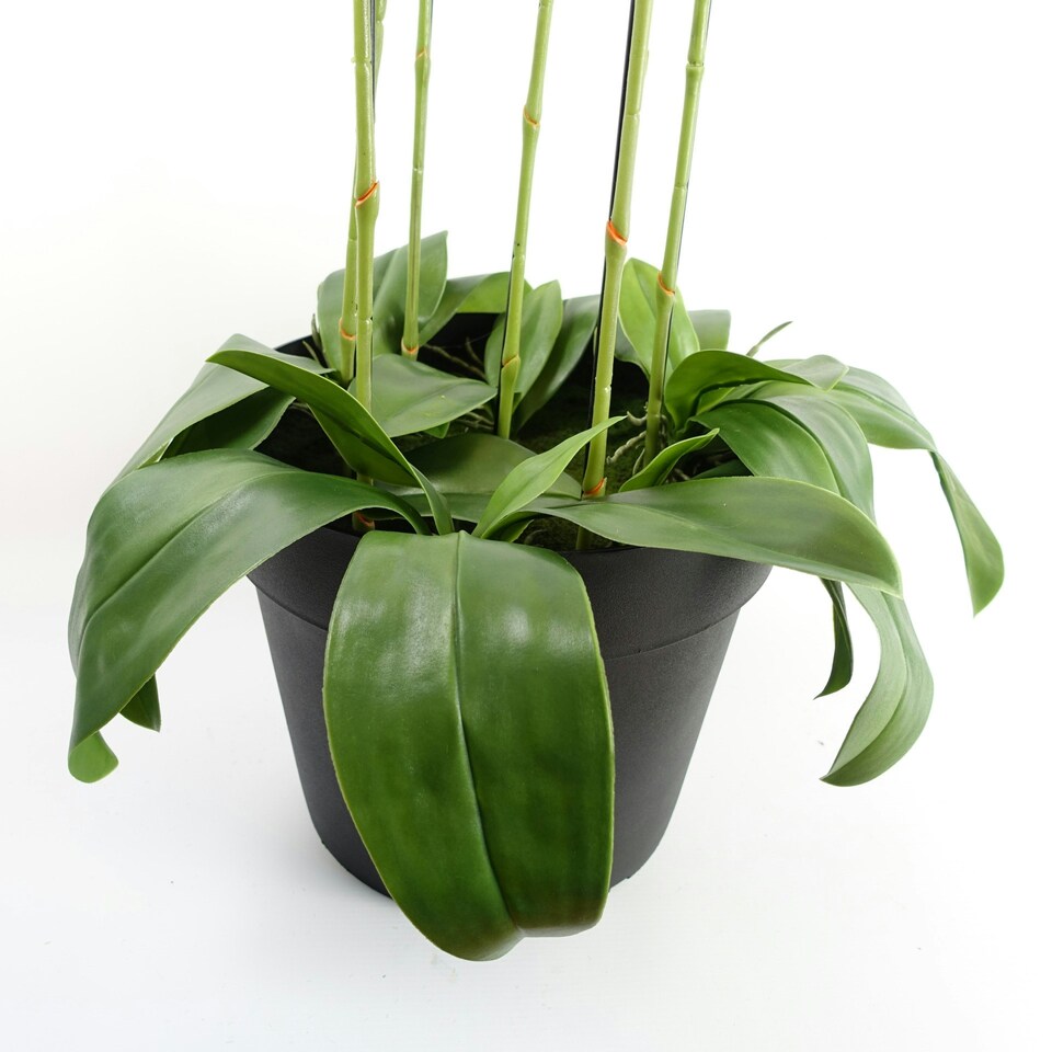 image 1 of Large Black Orchid Plant Artifcial 41 REAL TOUCH flowers Botanik