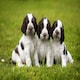 image 3 of Skinner's Field & Trial Puppy Lamb & Rice – Complete Dry Food, Hypoallergenic, Supports Gut Health, Ideal for Larger Breeds, 15kg