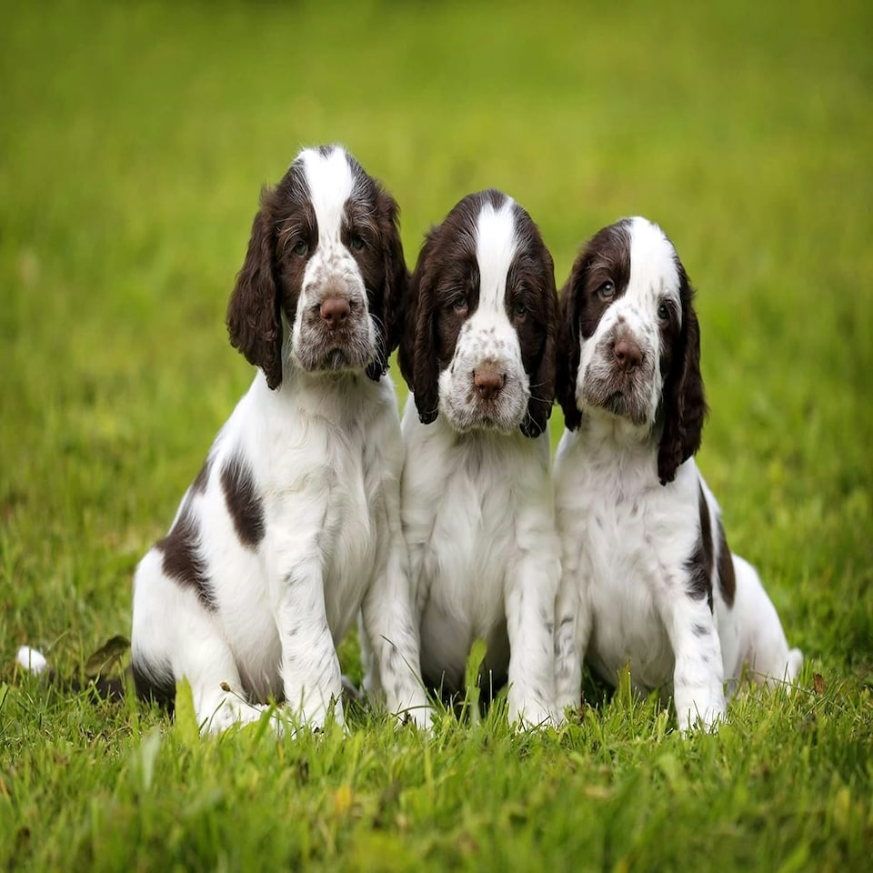 image 1 of Skinner's Field & Trial Puppy Lamb & Rice – Complete Dry Food, Hypoallergenic, Supports Gut Health, Ideal for Larger Breeds, 15kg