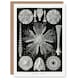 image 1 of Ernst Haeckel Art Card Echinidea Sea Urchin Species