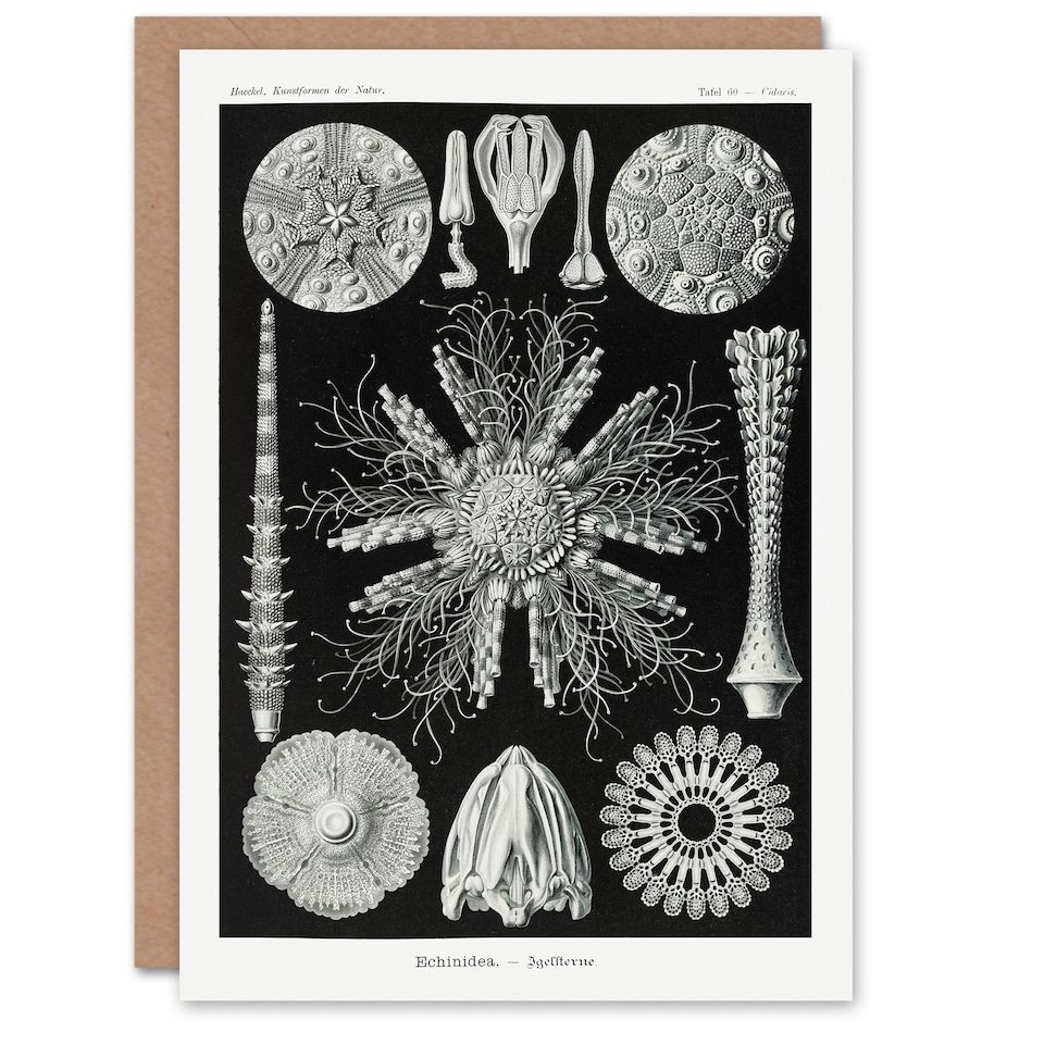 image 1 of Ernst Haeckel Art Card Echinidea Sea Urchin Species