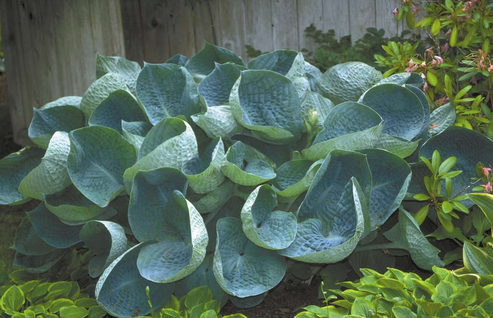 image 1 of Hosta abiqua 'Drinking Gourd' - Marginal Aquatic Pond Plant