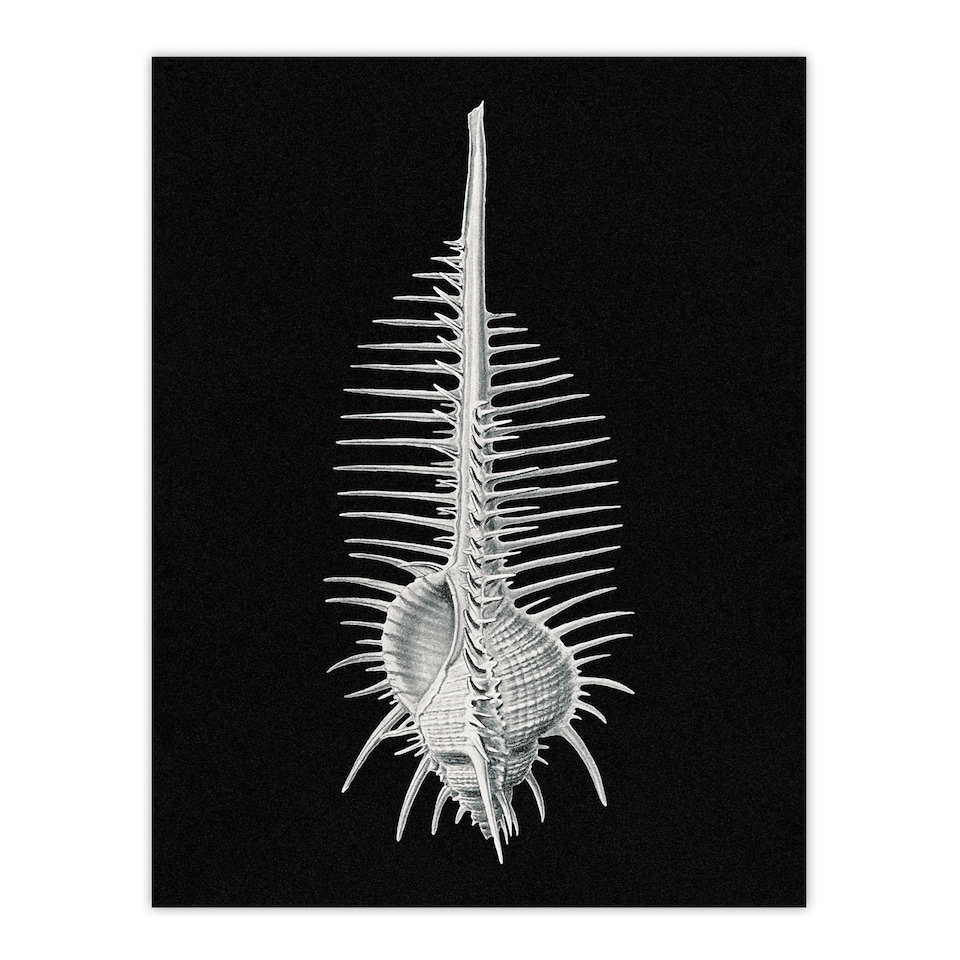 image 1 of Ernst Haeckel Framed Wall Art Print Murex Sea Shell Sketch on Black Home Décor