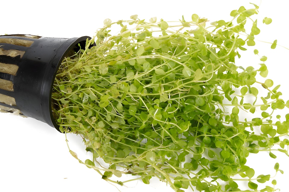 Monte Carlo (Micranthemum species) - Live Aquarium Plant for Foreground & Carpeting, No CO2 Needed - Fish Tank Plant