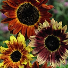 Sunflower Harlequin Mix F1 - Mr. Men Little Miss - 1 Packet (15 Seeds)