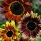 image 1 of Sunflower Harlequin Mix F1 - Mr. Men Little Miss - 1 Packet (15 Seeds)