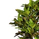 image 2 of 150cm Artificial Croton Tree