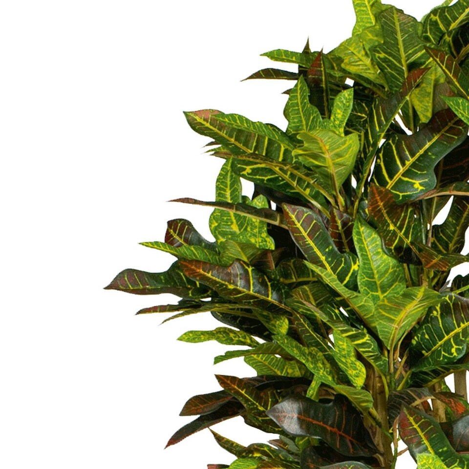 image 1 of 150cm Artificial Croton Tree