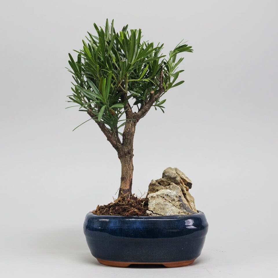 Yorkshire Bonsai Buddhist Pine (Podocarpus Micro) Bonsai Tree Broom In 16cm Pot With Rock
