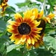 image 2 of Sunflower Harlequin Mix F1 - Mr. Men Little Miss - 1 Packet (15 Seeds)