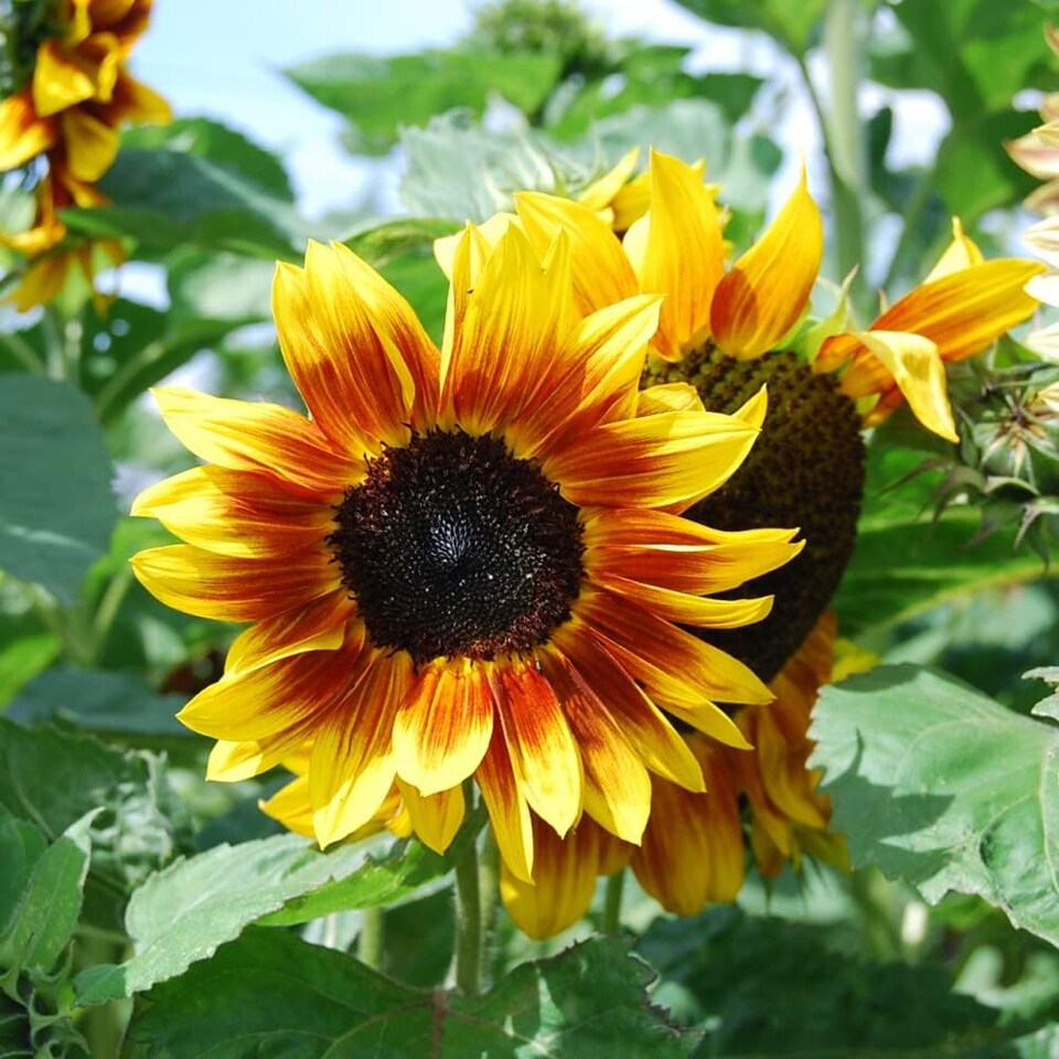 image 1 of Sunflower Harlequin Mix F1 - Mr. Men Little Miss - 1 Packet (15 Seeds)