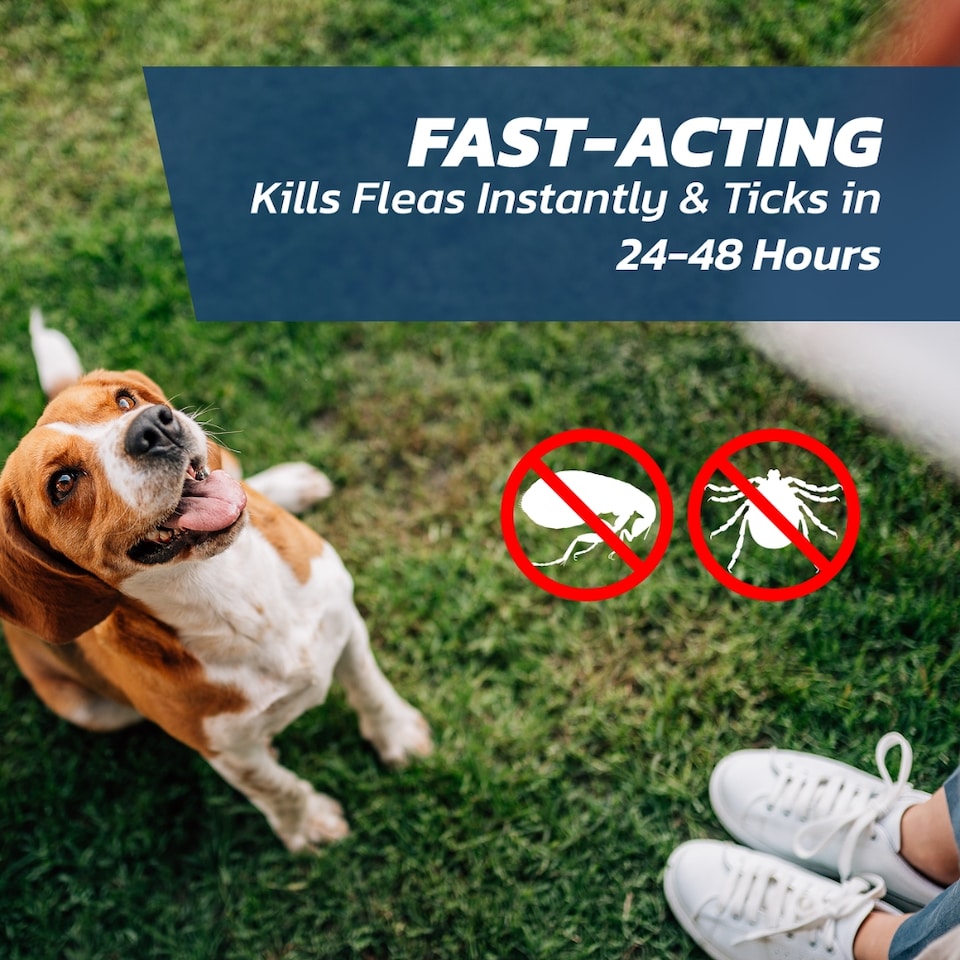 image 1 of Dog Flea Treatment Medium Dog x 2 - Flea Treatment for Dogs Medium 10-20 kg - Spot-On Solution for Flea and Tick Control - FleaSolve 2 x Pipettes
