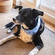 image 6 of Rosewood Medium Cooling Dog Neckerchief