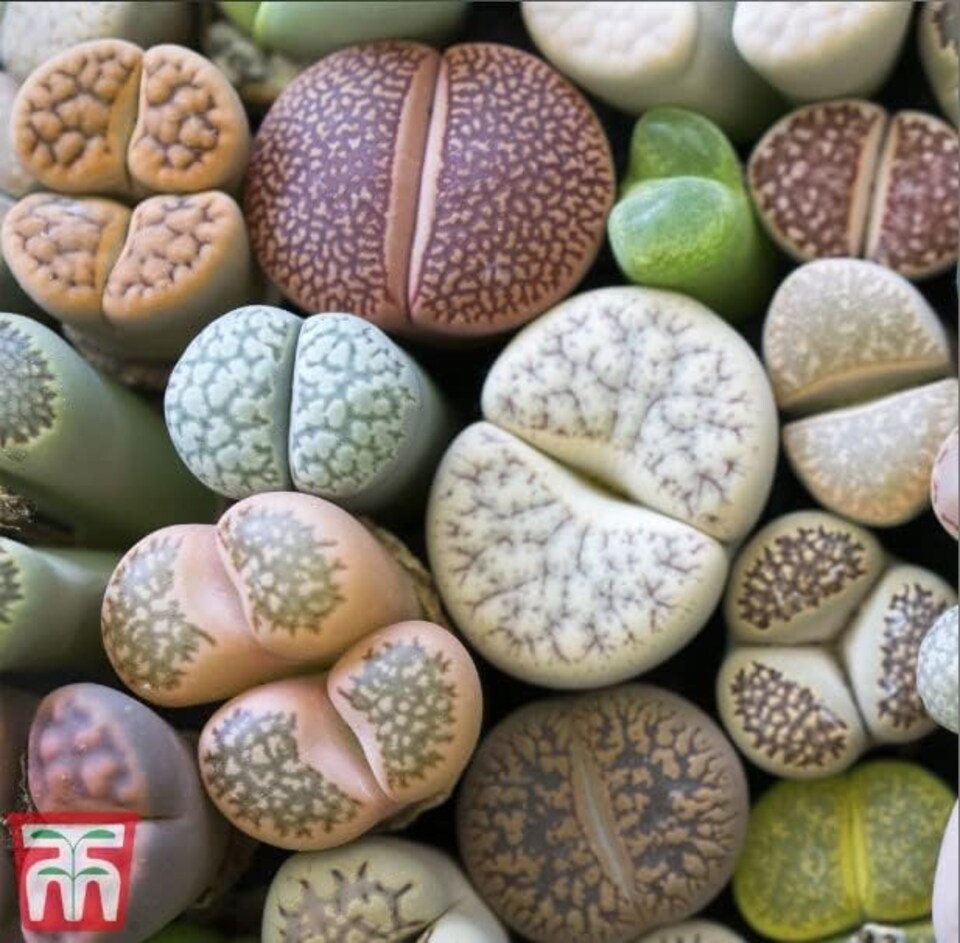 image 1 of Living stone plant 1 Seed Packet (6 Seeds)