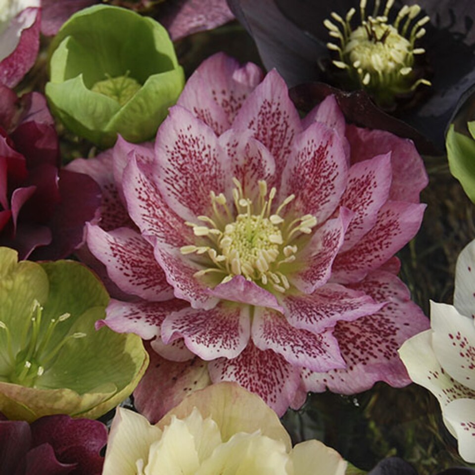 image 1 of YouGarden Hellebore 'Double Ellen', Set of 10 Mixed Jumbo Plug Plants, Winter and Spring Flowering, Ready to Pot or Plant Out