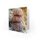 image 2 of Urchin Shells Stack Zen Nature Photography Art Card