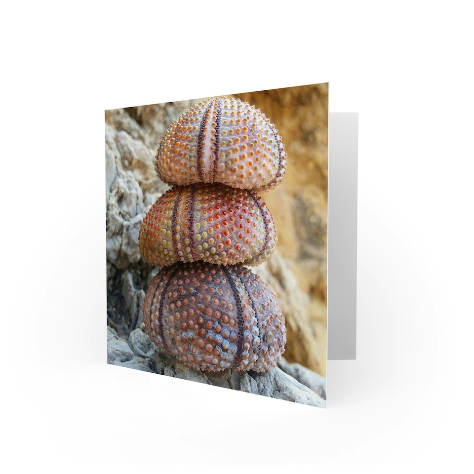 image 1 of Urchin Shells Stack Zen Nature Photography Art Card