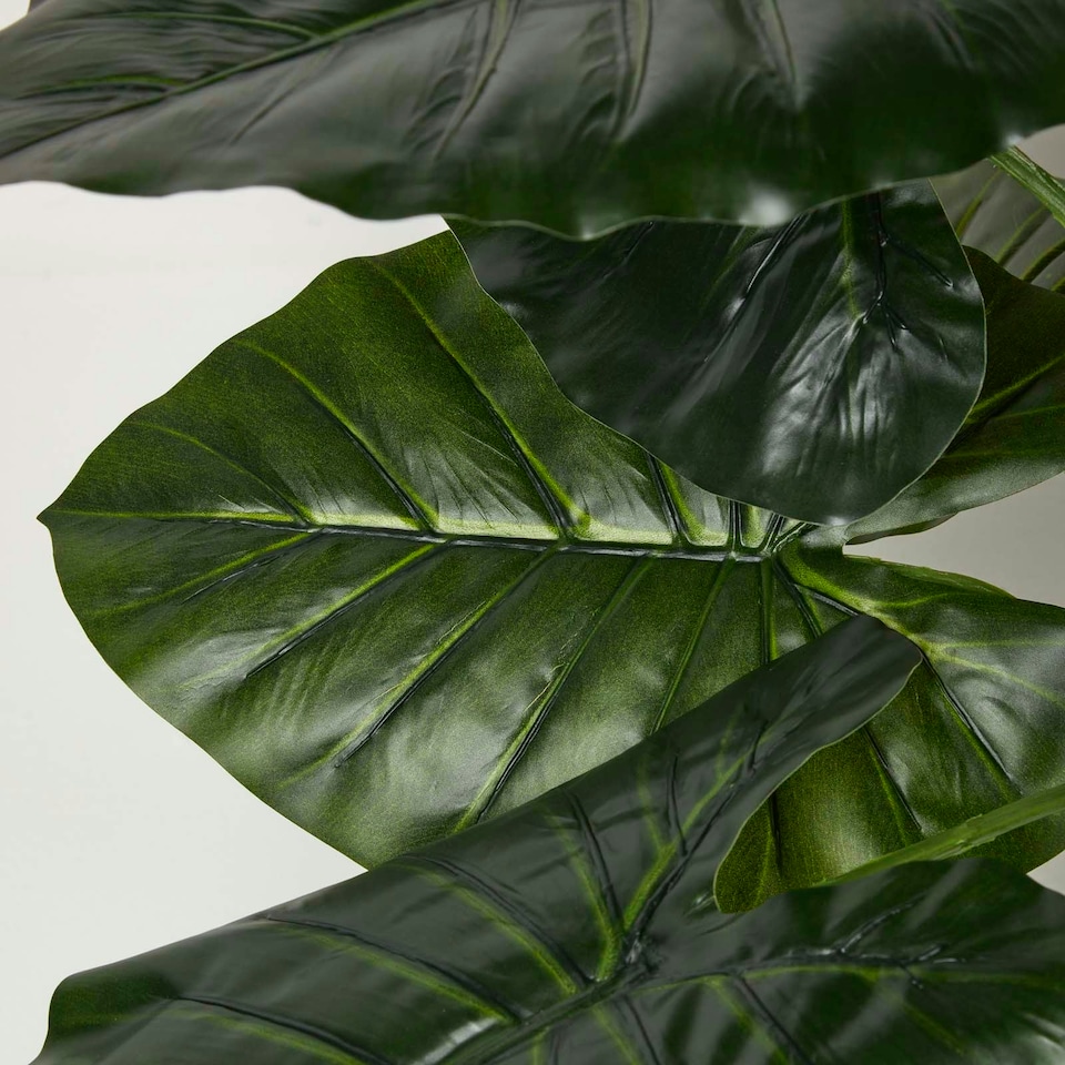 image 1 of Homescapes Taro Plant in Pot, 90 cm Tall