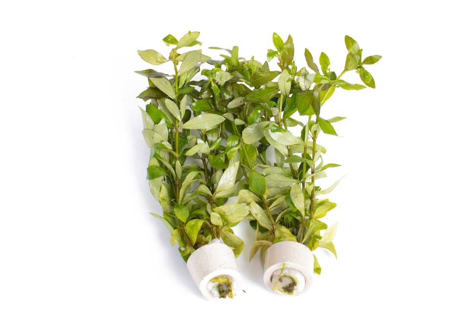 image 1 of Dwarf Hygrophila (Hygrophila polysperma) - Live Aquarium Plant for Midground Planting, No CO2 Needed - Fish Tank Plant