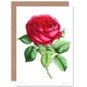 image 1 of Flower Rose Red Botanical Vintage Classic Art Card