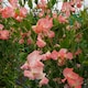 image 6 of Unwins Sweet Pea 21 Seeds 'Princess Elizabeth' Spencer-type, Salmon Pink