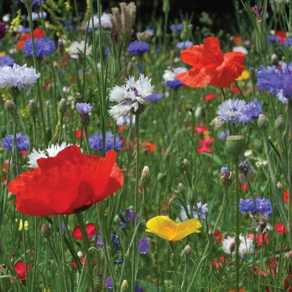 Wild Flower Cornfield Annuals Mixed 1 Seed Packet (25g Seeds)