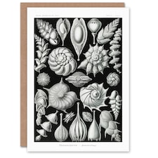 Ernst Haeckel Art Card Thalamophora Forams Shells