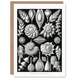 image 1 of Ernst Haeckel Art Card Thalamophora Forams Shells